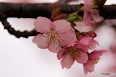７年前に咲く河津桜～ⅰ