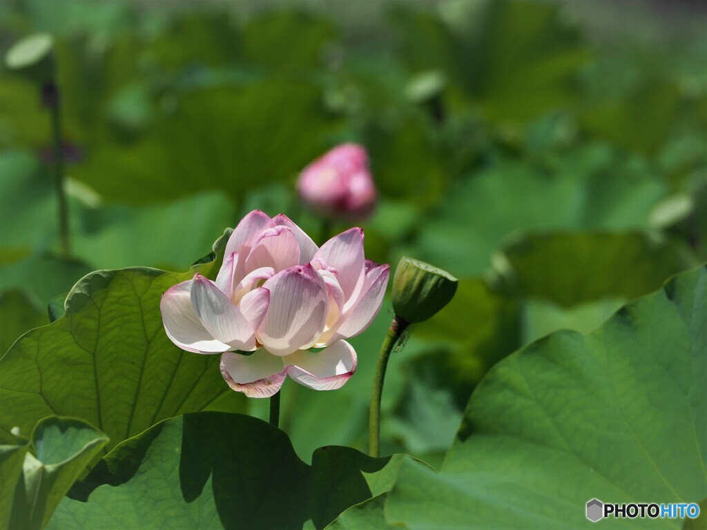 上野～ⅶ