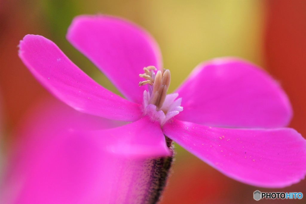 Moss phlox