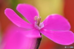 Moss phlox