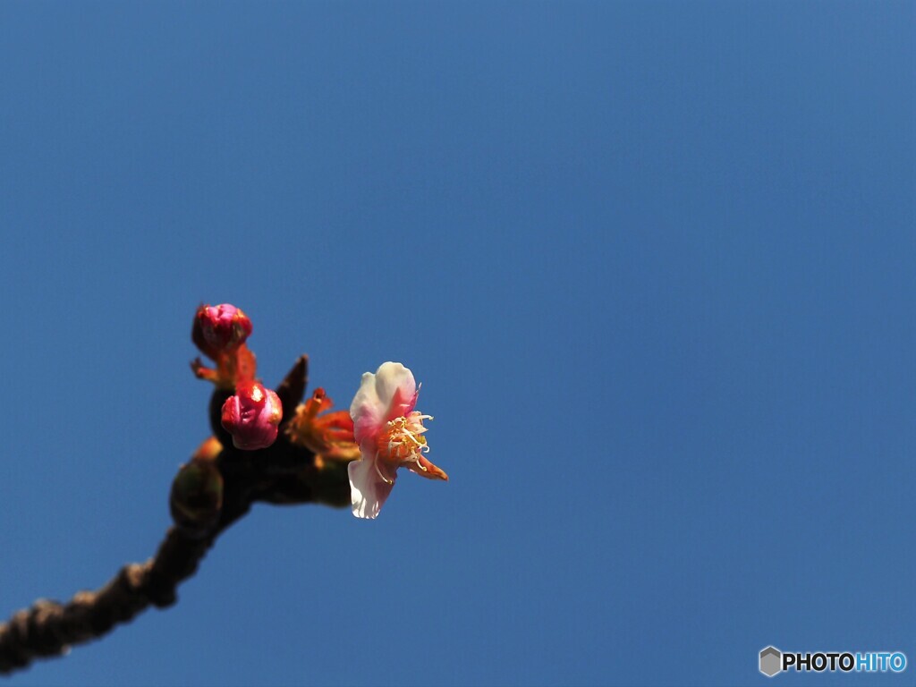 桜だより