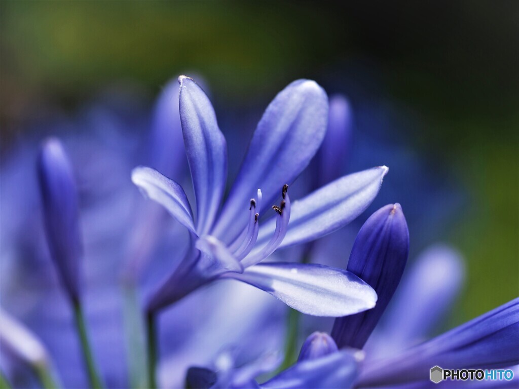 残華
