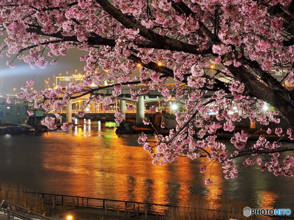 オオカン夜桜～ⅳ