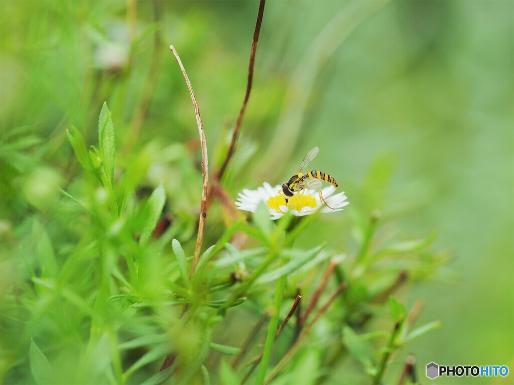 夏の食事、、、。