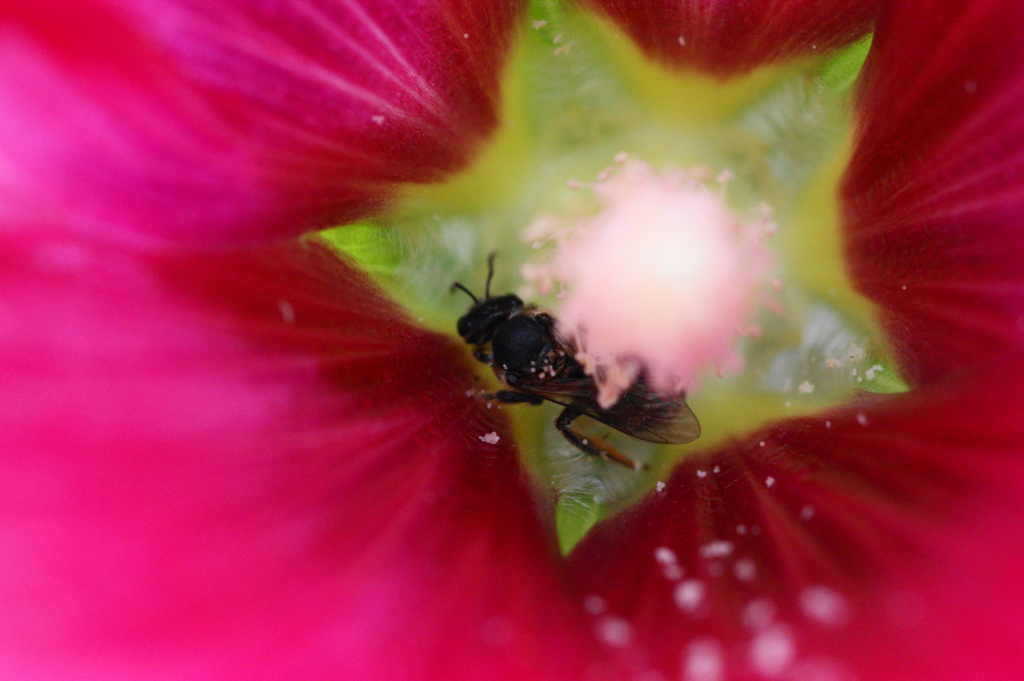 ７年前の花と虫達ー５