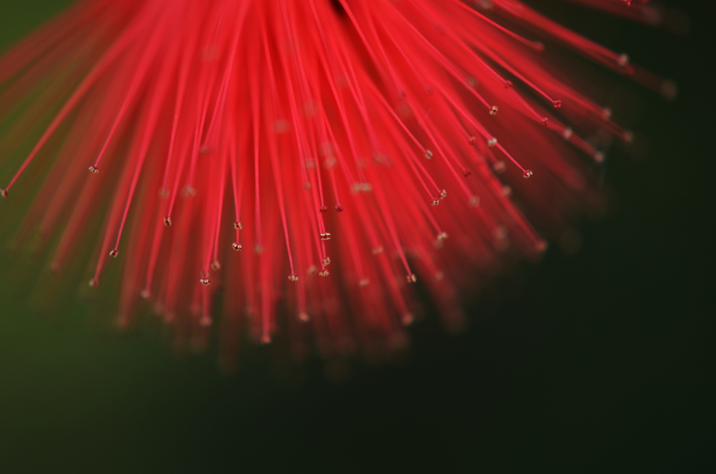 初夏の花ー９