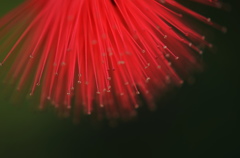 初夏の花ー９
