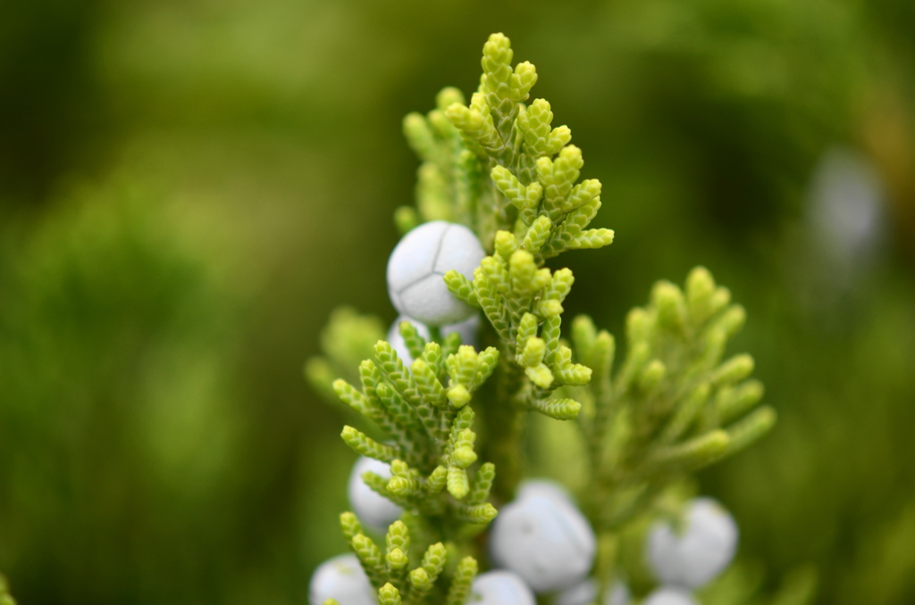 ハイビャクシンの実