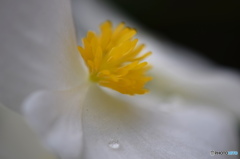 霜月花－２