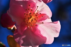 汐入、河津桜