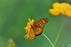 黄花好き