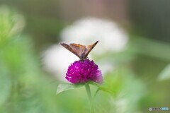 長月の蝶達～ⅶ