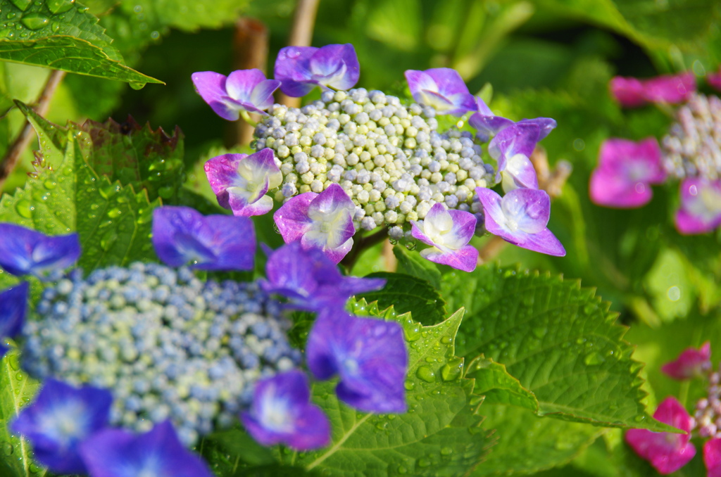 雨上がり紫陽花－８