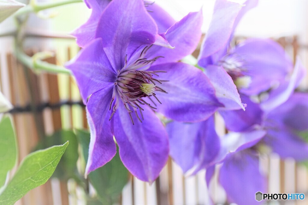 ベランダ華～ⅸ