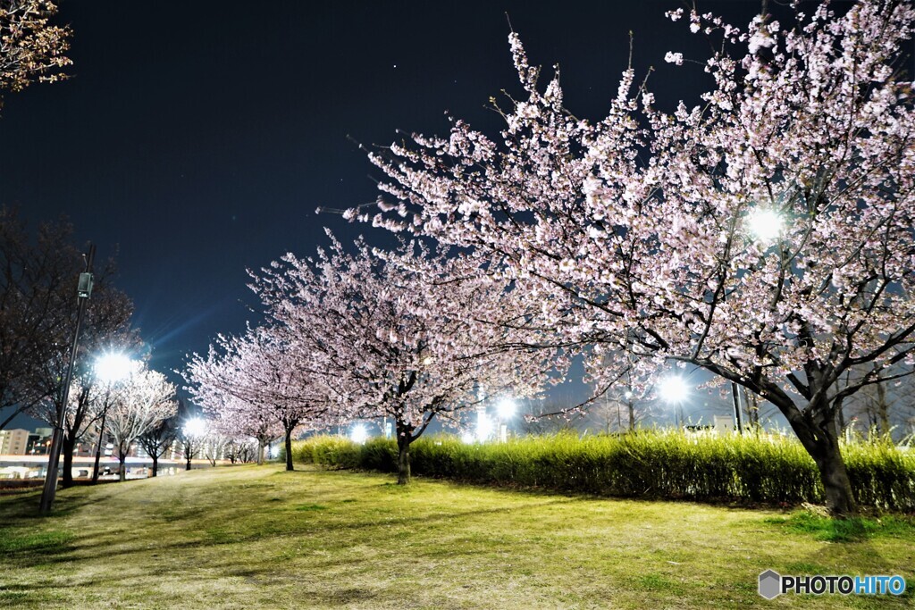 オオカンザクラ夜桜～xiii