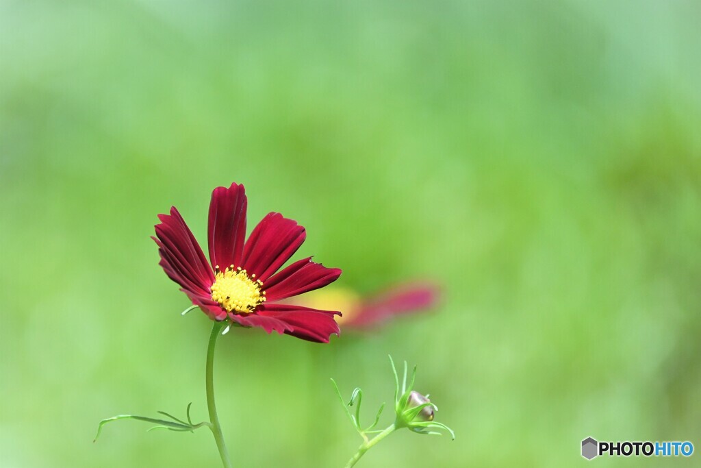 紅い秋桜