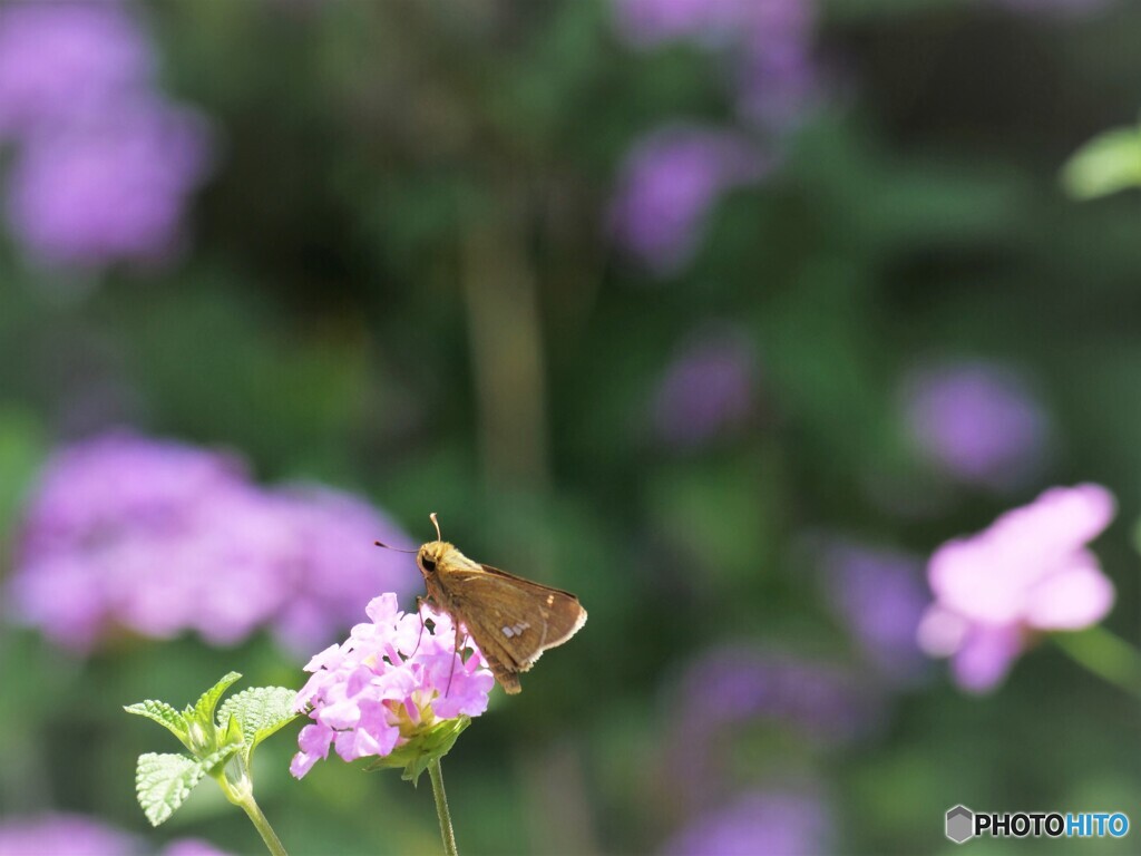 コバノランタナとセセリ