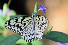 年末の生物園～ⅰ