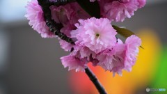 平成最後を咲く桜達～lxxix