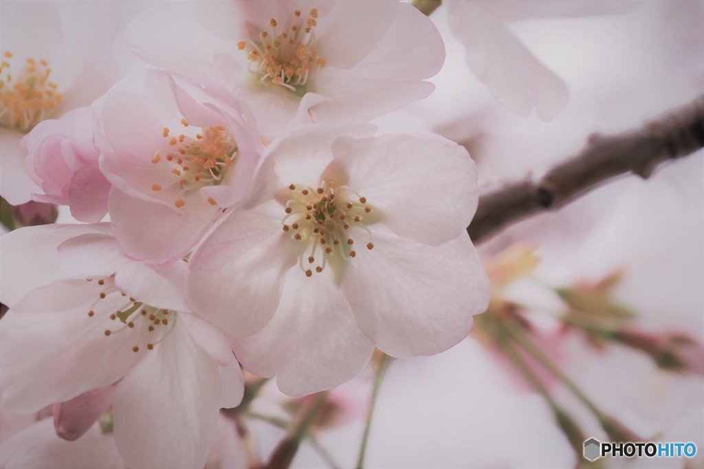 江戸彼岸咲くら～ⅰ