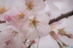 江戸彼岸咲くら～ⅰ