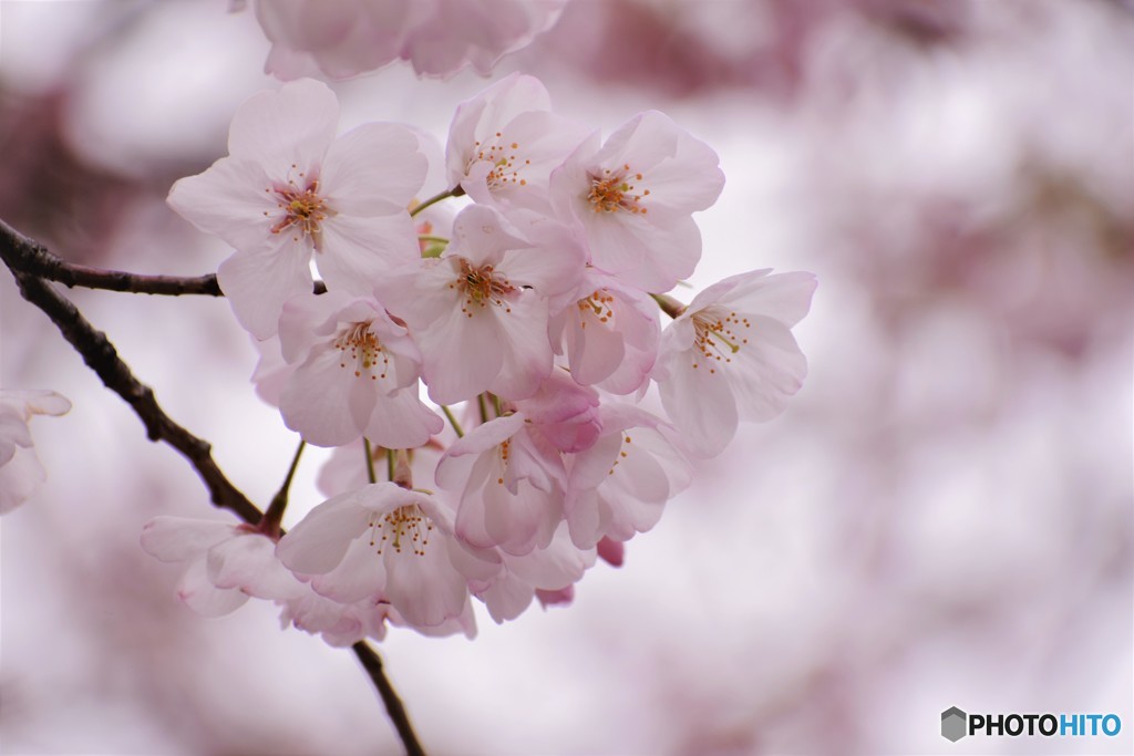 平成最後を咲く桜達～xxvi