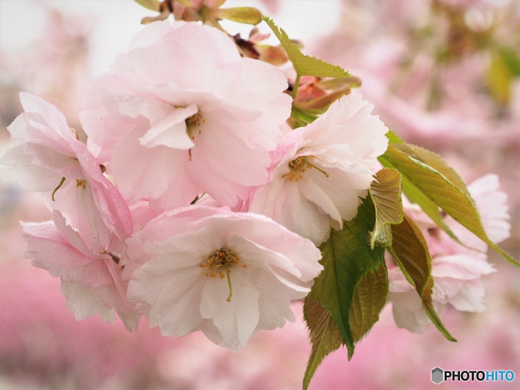 平成最後を咲く桜達～lvii