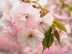 平成最後を咲く桜達～lvii