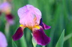 菖蒲ー１５