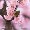 オオカンサクジロー、、、。