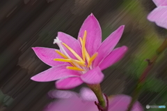 演出花ー１
