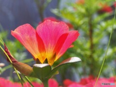 Portulaca～Ⅲ