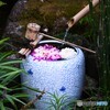 ダリア綾なす秋の園～ⅷ