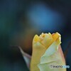 冬の輝き