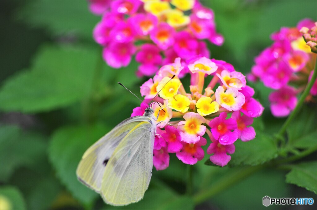 雨の日の花達～⑤