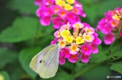 雨の日の花達～⑤