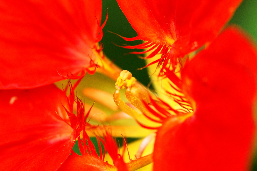 7年前の花と虫達ー１