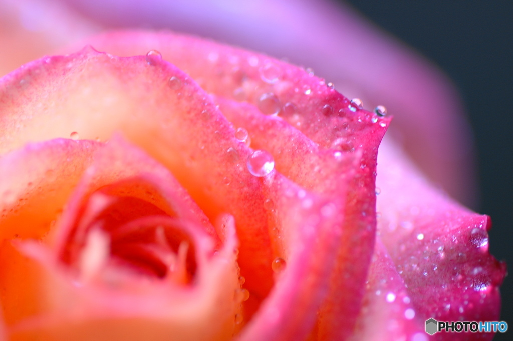 雫、薔薇－ⅱ