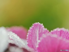 雨上がりの雫。