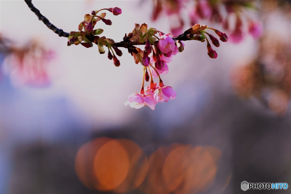 汐入河津桜ⅹ