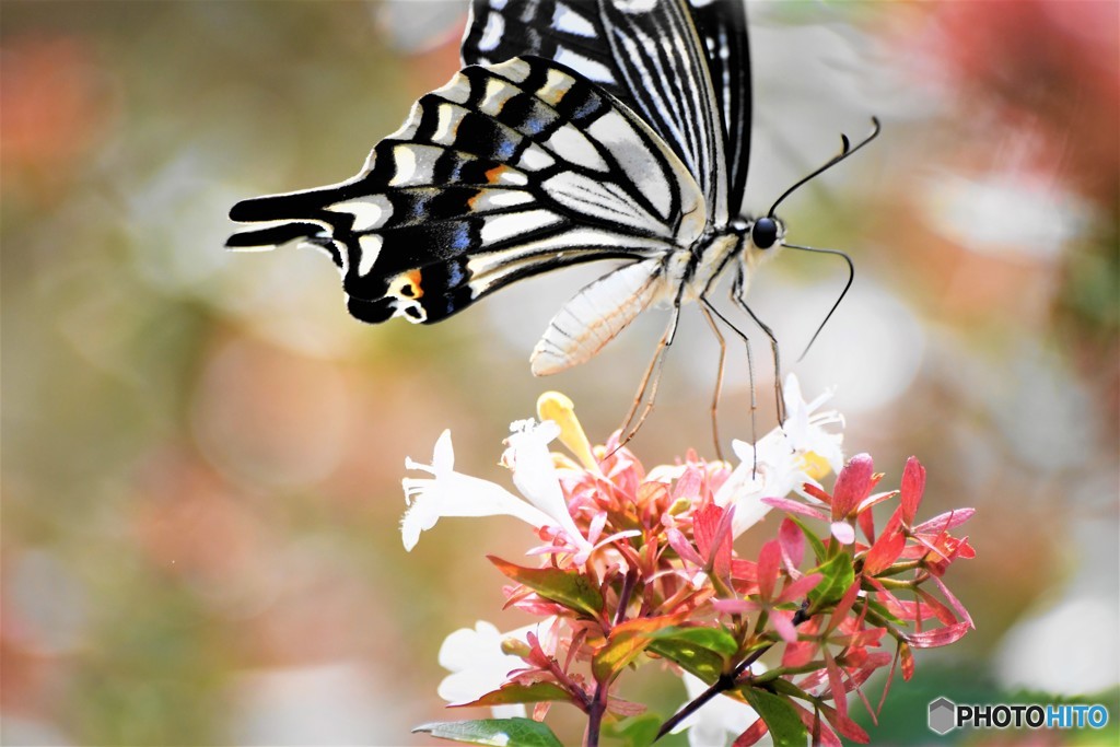 飛び出しのフレームアウト、、、。