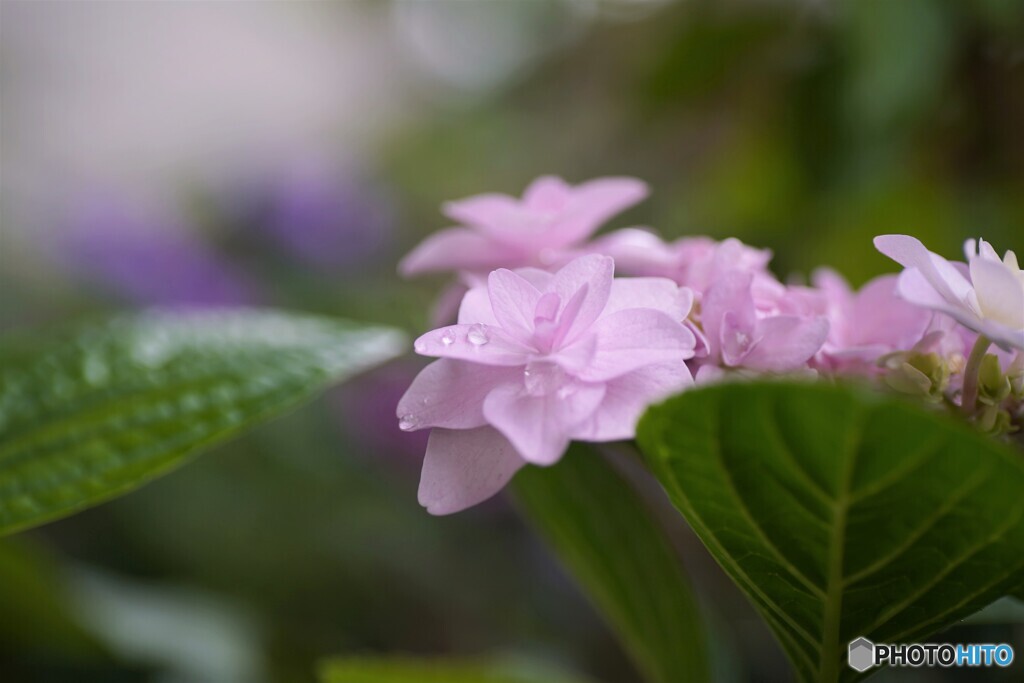 雨の日の華～ⅳ