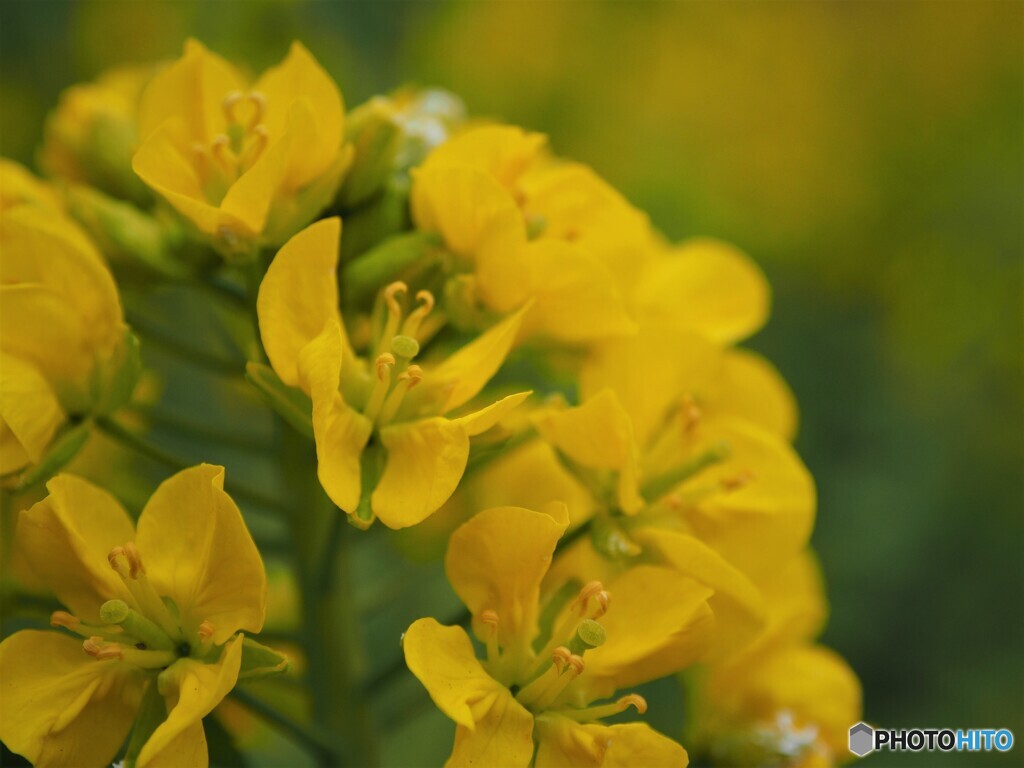 4年前の菜の花
