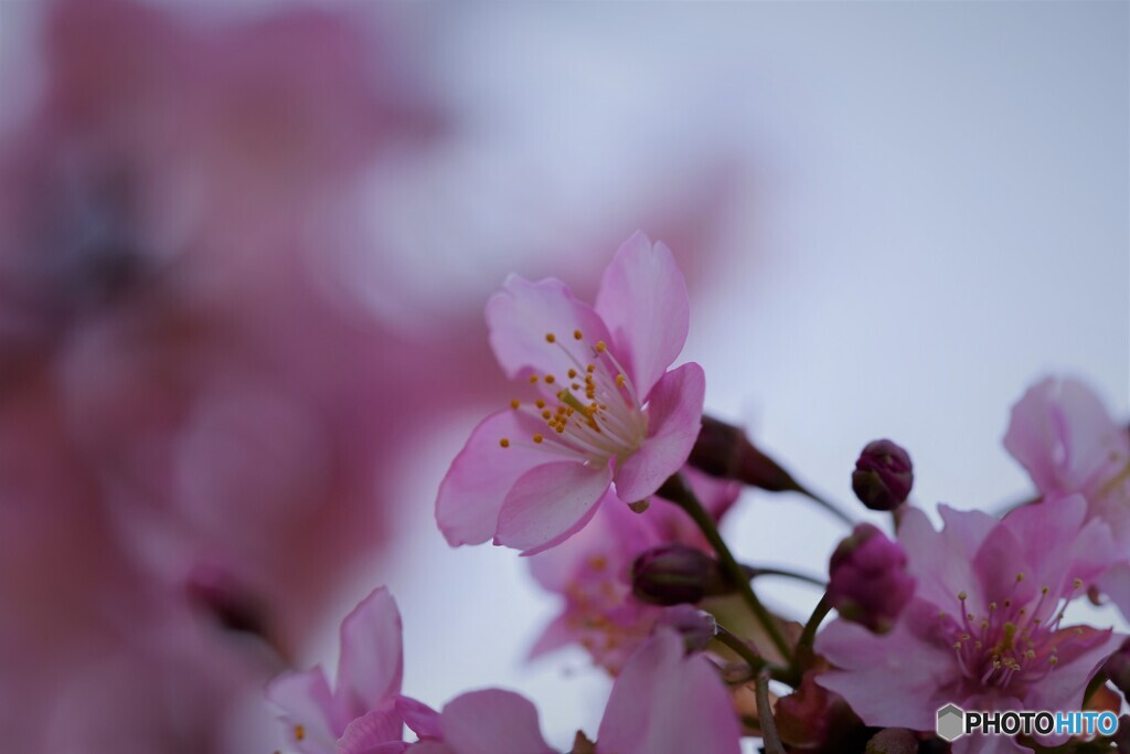 桜便り～ⅸ
