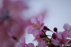 桜便り～ⅸ