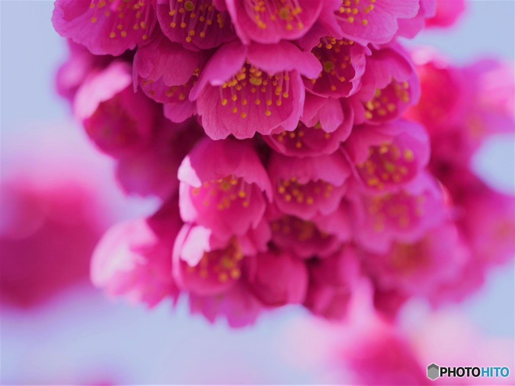 寒緋桜。