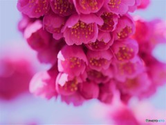 寒緋桜。 寒緋桜。