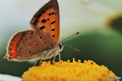紅の横顔拝見、、、。