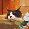 今年もよろしくニャン～①