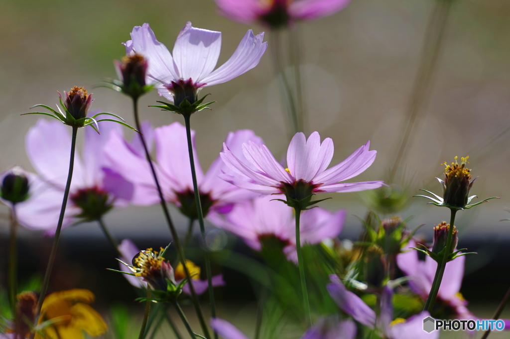 残り花ー２